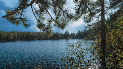 Serene lake surrounded by lush, tall trees under a bright daytime sky.